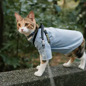 猫|CAT